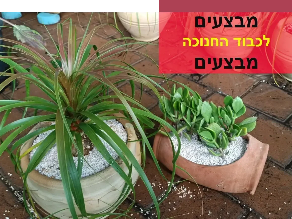 עציצים שתולים במשתלת קל שתיל