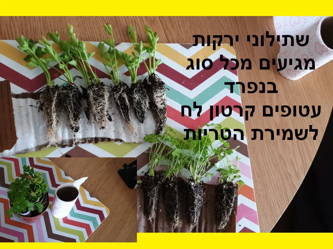 שתילוני ירקות