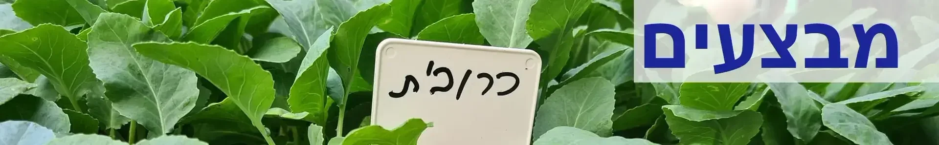 שתילי ירקות במבצע חורפי