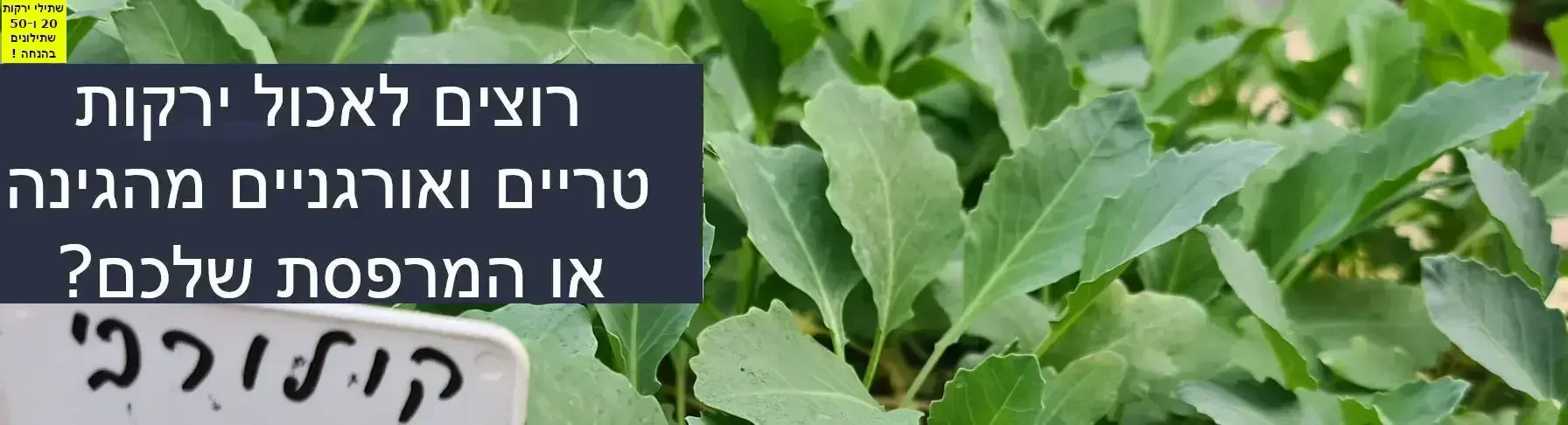 שתילי קולורבי מגידול אורגני