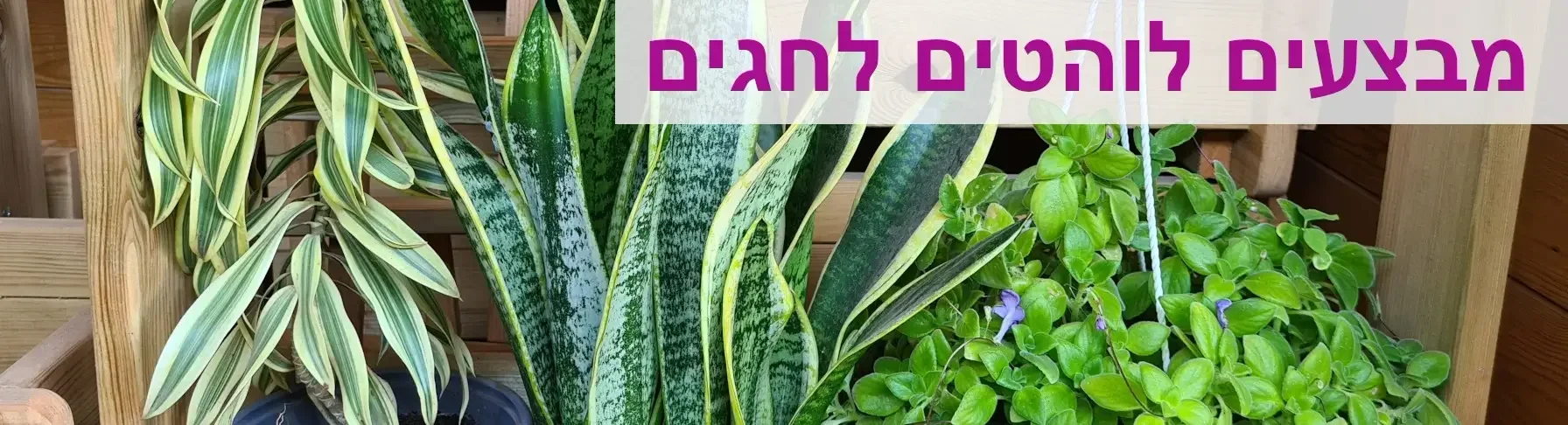 שזרית כלאים בסלסלת תליה, כידונן משלשת פסים ודרצנה מגוונת