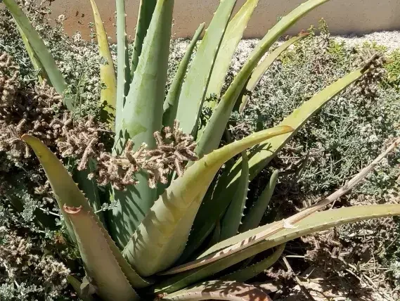 אלוי אמתי בתנאים מצוינים בגינה