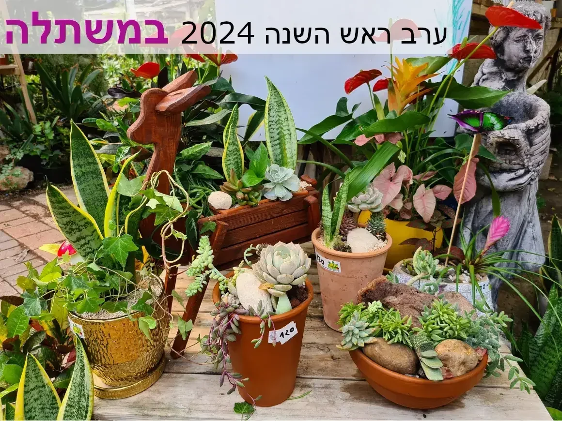 עציצים שתולים ערב ראש השנה 2024 במשתלת קל שתיל