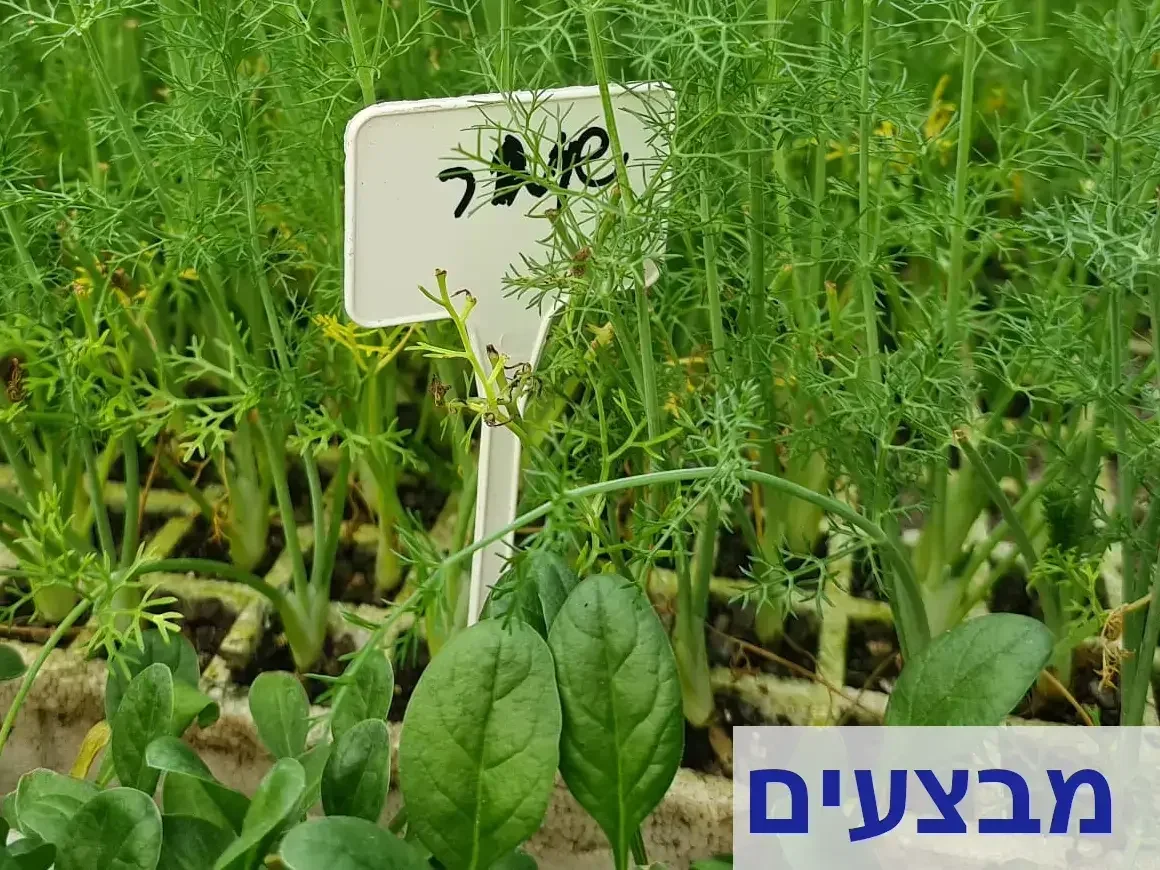 שתילי ירקות במבצע חורפי